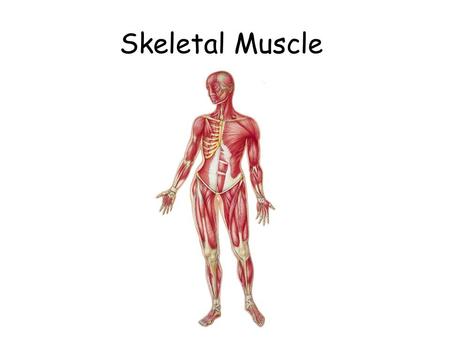 Skeletal Muscle.