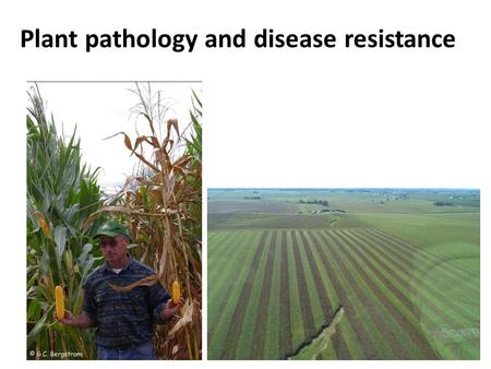 Plant pathology and disease resistance. Who is Alison Robertson?