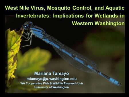 West Nile Virus, Mosquito Control, and Aquatic Invertebrates: Implications for Wetlands in Western Washington Mariana Tamayo WA.