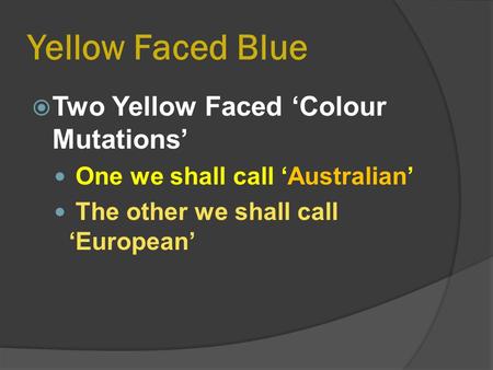 Yellow Faced Blue  Two Yellow Faced ‘Colour Mutations’ One we shall call ‘Australian’ The other we shall call ‘European’