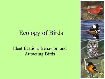 Ecology of Birds Identification, Behavior, and Attracting Birds.