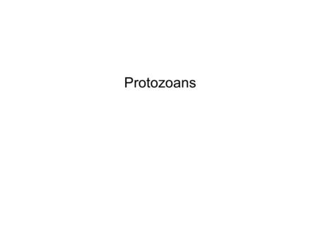 Protozoans. Protozoan Groups Ciliates Amebas Apicomplexans Flagellates.