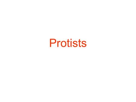 Protists.