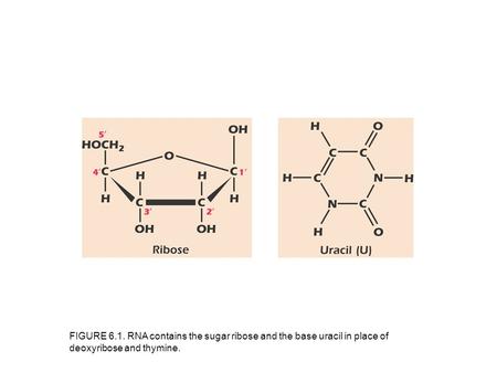 FIGURE 6.1. RNA contains the sugar ribose and the base uracil in place of deoxyribose and thymine.