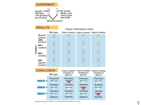 RESULTS EXPERIMENT CONCLUSION Growth: Wild-type cells growing and dividing No growth: Mutant cells cannot grow and divide Minimal medium Classes of Neurospora.