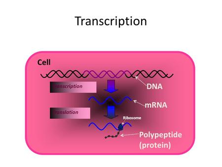 DNA mRNA Transcription Cell Polypeptide (protein) Translation Ribosome Transcription.