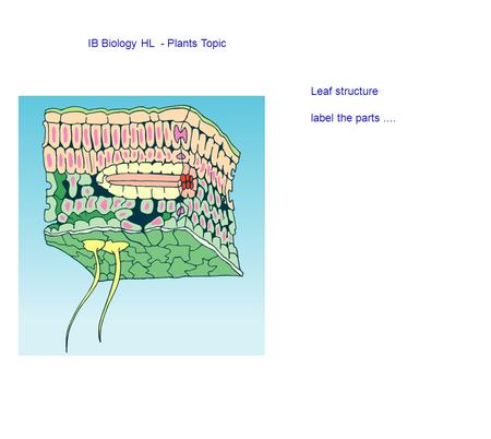 IB Biology HL  - Plants Topic