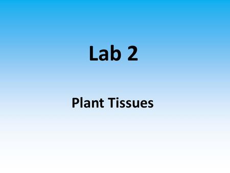 Lab 2 Plant Tissues.