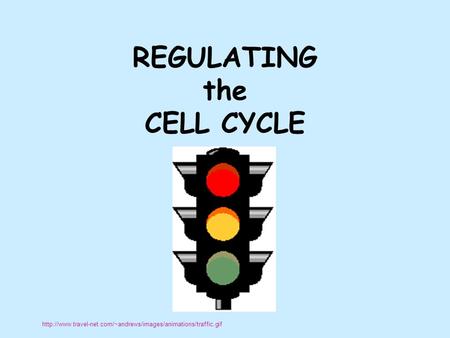 REGULATING the CELL CYCLE