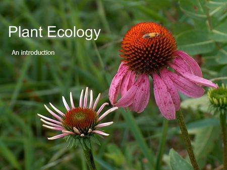 Plant Ecology An introduction. Ecology as a Science  Study of the relationships between living organisms and their environment  Of the interactions.