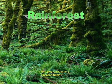 By Lewis Cawthorne & Suzanne Neale. Contents Where are the rainforests 3 Animals 4 Plants 5 Layers 6.