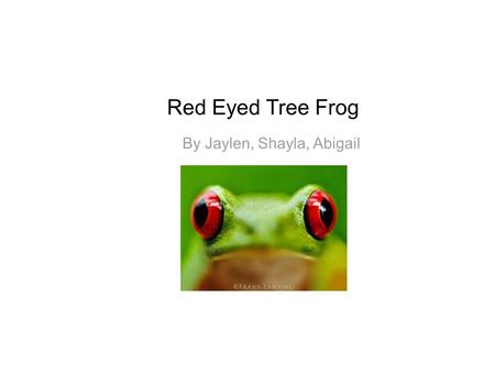 Red Eyed Tree Frog By Jaylen, Shayla, Abigail. Facts The red- eyed tree frog is green and has red eyes. They have blue and yellow stripes on their sides.