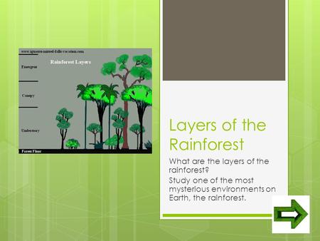 Layers of the Rainforest What are the layers of the rainforest? Study one of the most mysterious environments on Earth, the rainforest.