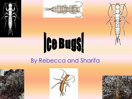 By Rebecca and Sharifa.. Ice bugs are found on top of cold mountains, in some forests and sometimes in caves near snowfields. They live at levels of 656.