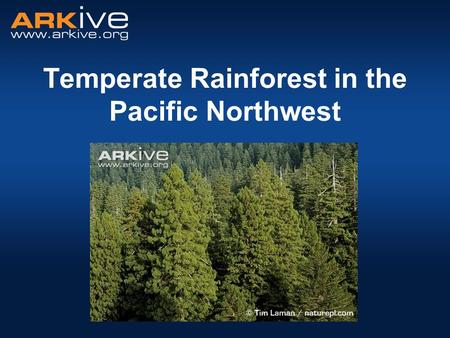 Temperate Rainforest in the Pacific Northwest