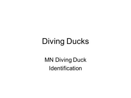 MN Diving Duck Identification