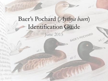 Baer’s Pochard (Aythya baeri) Identification Guide June 2015.