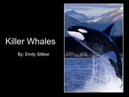 Killer Whales By: Emily Silliker. General Description The orca or killer whale is a toothed whale that is an efficient predator. Orcas live in small,