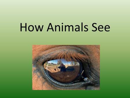 How Animals See. Not all animals see the world in the same way humans do. They can see different colours, amounts, and some can even see by other things.