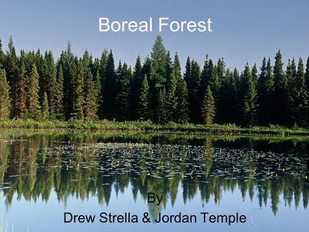 Boreal Forest By Drew Strella & Jordan Temple.