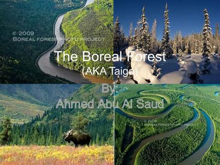 The Boreal Forest (AKA Taiga)