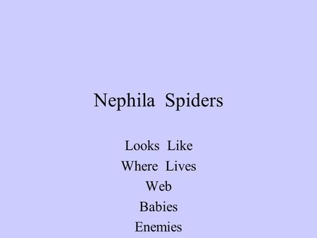 Nephila Spiders Looks Like Where Lives Web Babies Enemies.