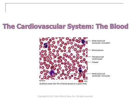 The Cardiovascular System: The Blood