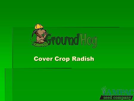 Cover Crop Radish. Why ? Nitrogen mining & Nutrient scavenging Weed suppression Improved row crop yields Ground aeration & Alleviate soil compaction Promotes.