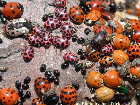 Photo by Joel Trick. Insects in the world Most successful animals Make up 2 out of three living things With other arthropods make up over 75% of all.