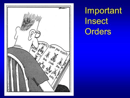 Important Insect Orders. Depending upon which textbook you use, there are 25-30 Insect Orders A few less common Orders are not listed A few more common.