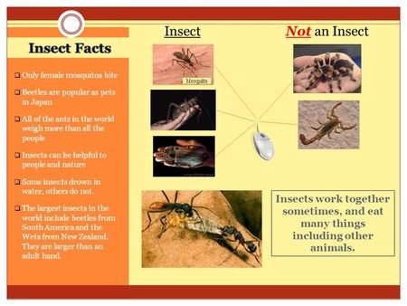 Insects work together sometimes, and eat many things including other animals.  Only female mosquitos bite  Beetles are popular as pets in Japan  All.