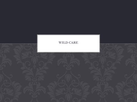 Firstly what I did for my database was I named my database as ‘wild care’ as this is the project title. Then I used a ‘fields for the database’ sheet.