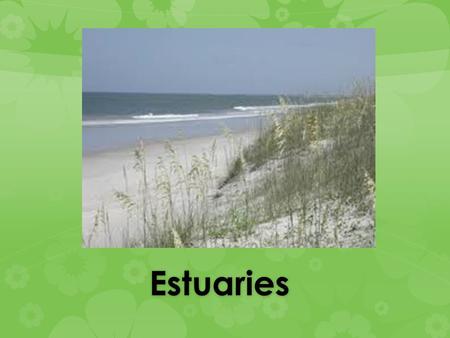 Estuaries.