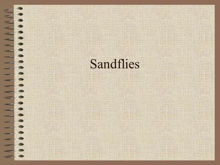 Sandflies.