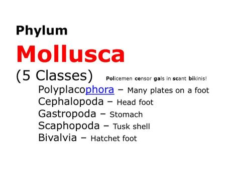 Phylum Mollusca (5 Classes) Policemen censor gals in scant bikinis! Polyplacophora – Many plates on a foot Cephalopoda – Head foot Gastropoda – Stomach.