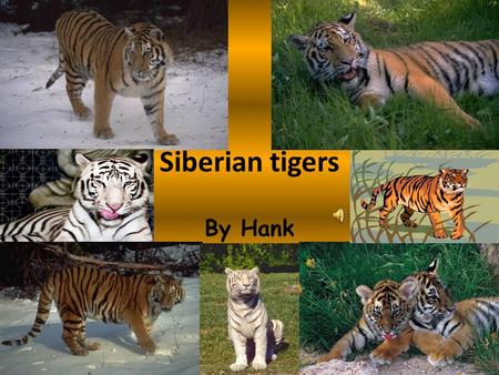 Siberian tigers By Hank.