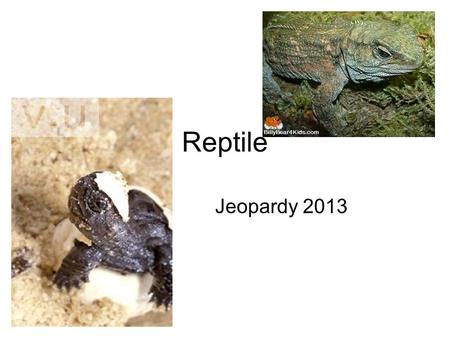 Reptile Jeopardy 2013. To which order do we belong? Testudines (Chelonia) Rhynchocephalia Squamata Crocodylia.