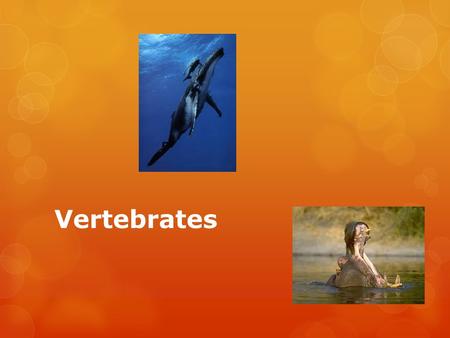 Vertebrates.