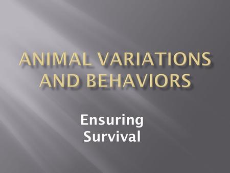 Animal Variations and Behaviors