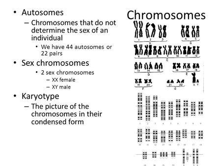 Chromosomes Autosomes – Chromosomes that do not determine the sex of an individual We have 44 autosomes or 22 pairs Sex chromosomes 2 sex chromosomes –