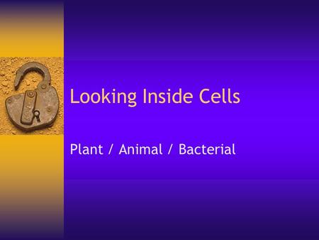 Looking Inside Cells Plant / Animal / Bacterial. Cell Size  Most cells range in size between 1 to 100 micrometers  In 1 meter there are 100,000 micrometers.