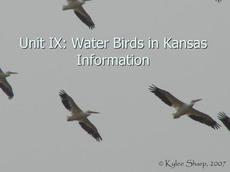 Unit IX: Water Birds in Kansas Information. American Coot.