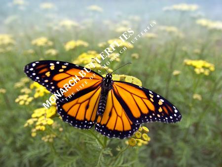 MONARCH BUTTERFLIES THE LIFE OF A MONARCH BUTTERFLY.