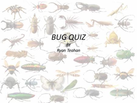 BUG QUIZ BY Ryan Teahan.