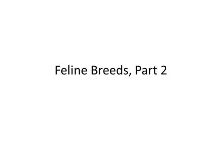 Feline Breeds, Part 2.