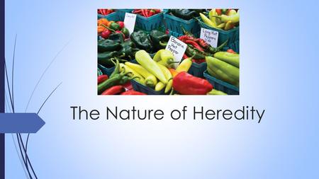 The Nature of Heredity. Brainstorm  Genetics How do we get the traits we get? Why do I have green eyes, you have brown, blue, green eyes etc.? Why do.