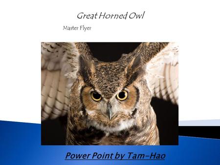 Power Point by Tam-Hao Master Flyer.  The scientific name for a Great Horned Owl is Stringiformes  There are 140 different types of owls  Owls are.