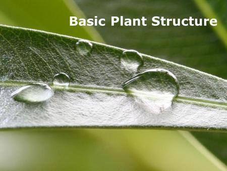 Powerpoint TemplatesPage 1Powerpoint Templates Basic Plant Structure.