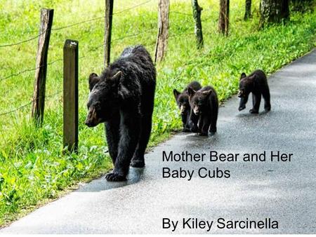 Mother Bear and Her Baby Cubs By Kiley Sarcinella.