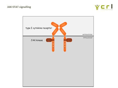 JAK type I cytokine receptor YYYYYY YYYYYY Y Y JAK kinase extracellular intracellular JAK-STAT signalling.